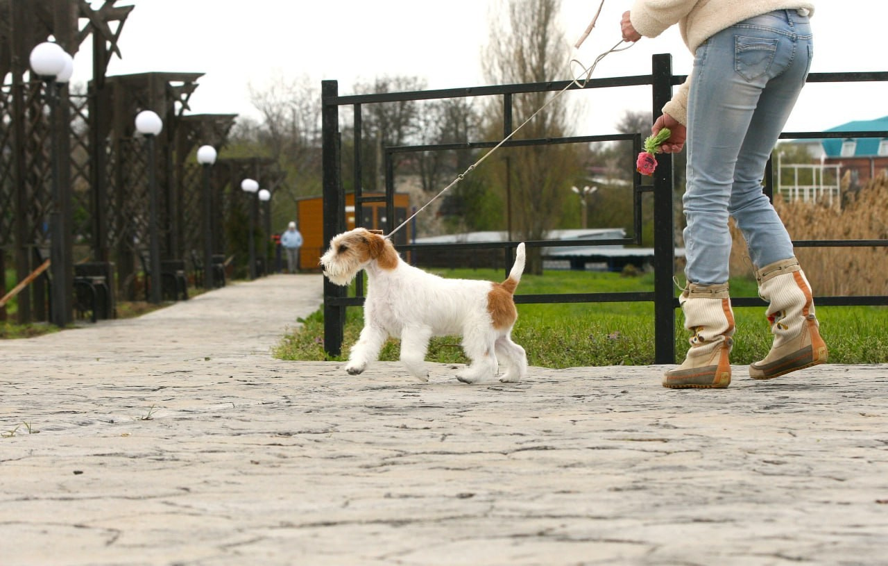 Lovely-Orange Colambina. Lovely-Orange питомник джек рассел терьеров