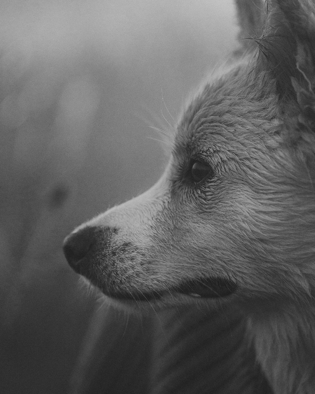 Рина и Марси. Фотограф анималист в Москве и Санкт-Петербурге Свиридова Анна