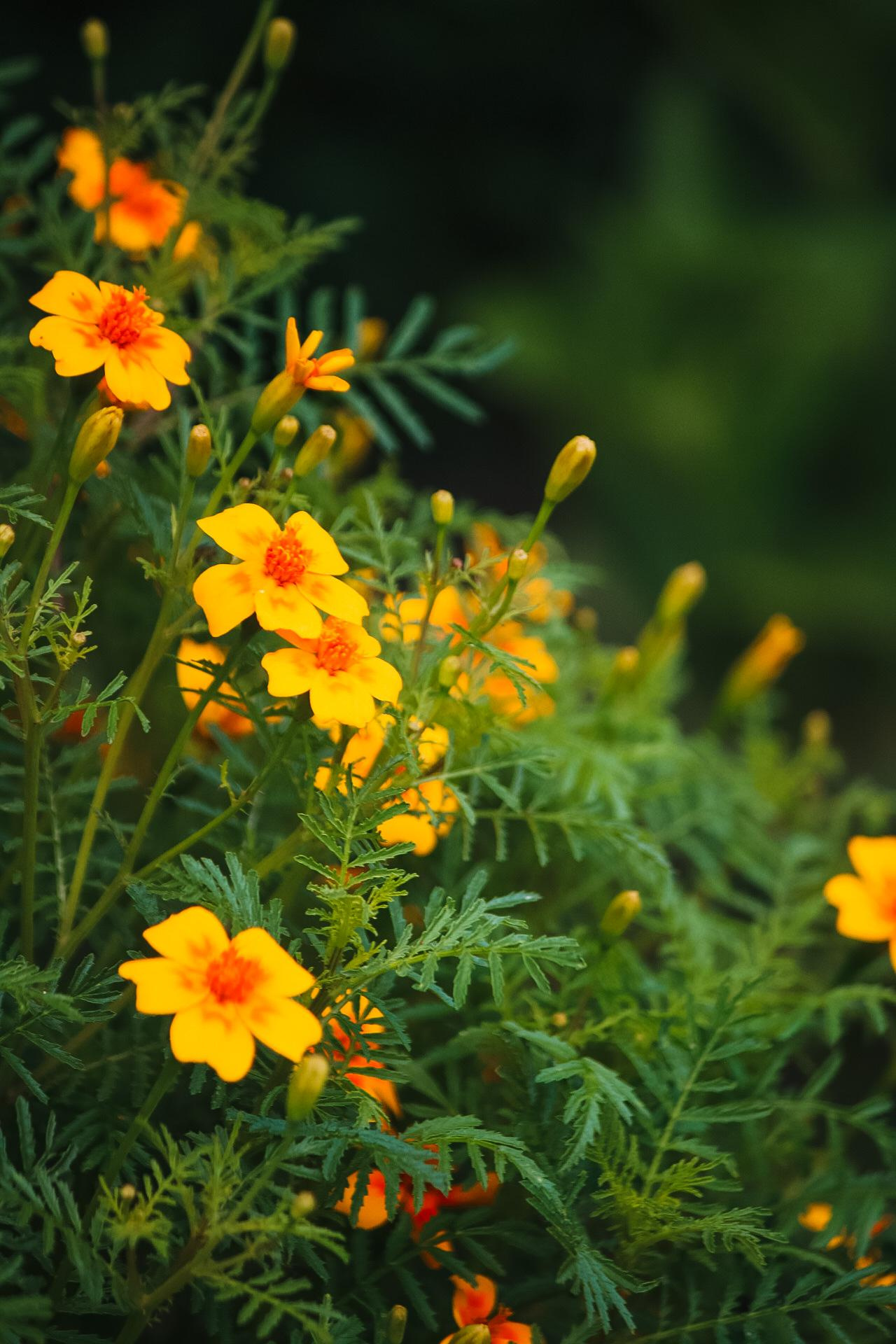 Фото для интерьера. Danna Dark. Фотограф | Красноярск