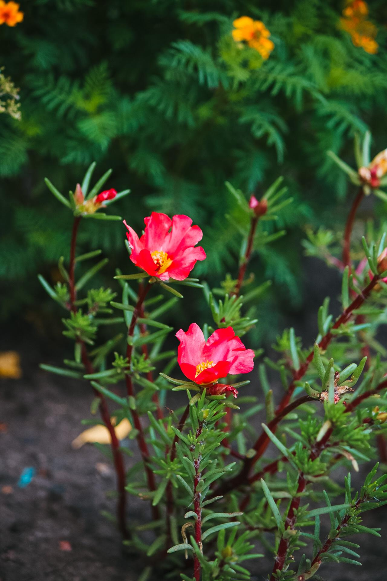 Фото для интерьера. Danna Dark. Фотограф | Красноярск