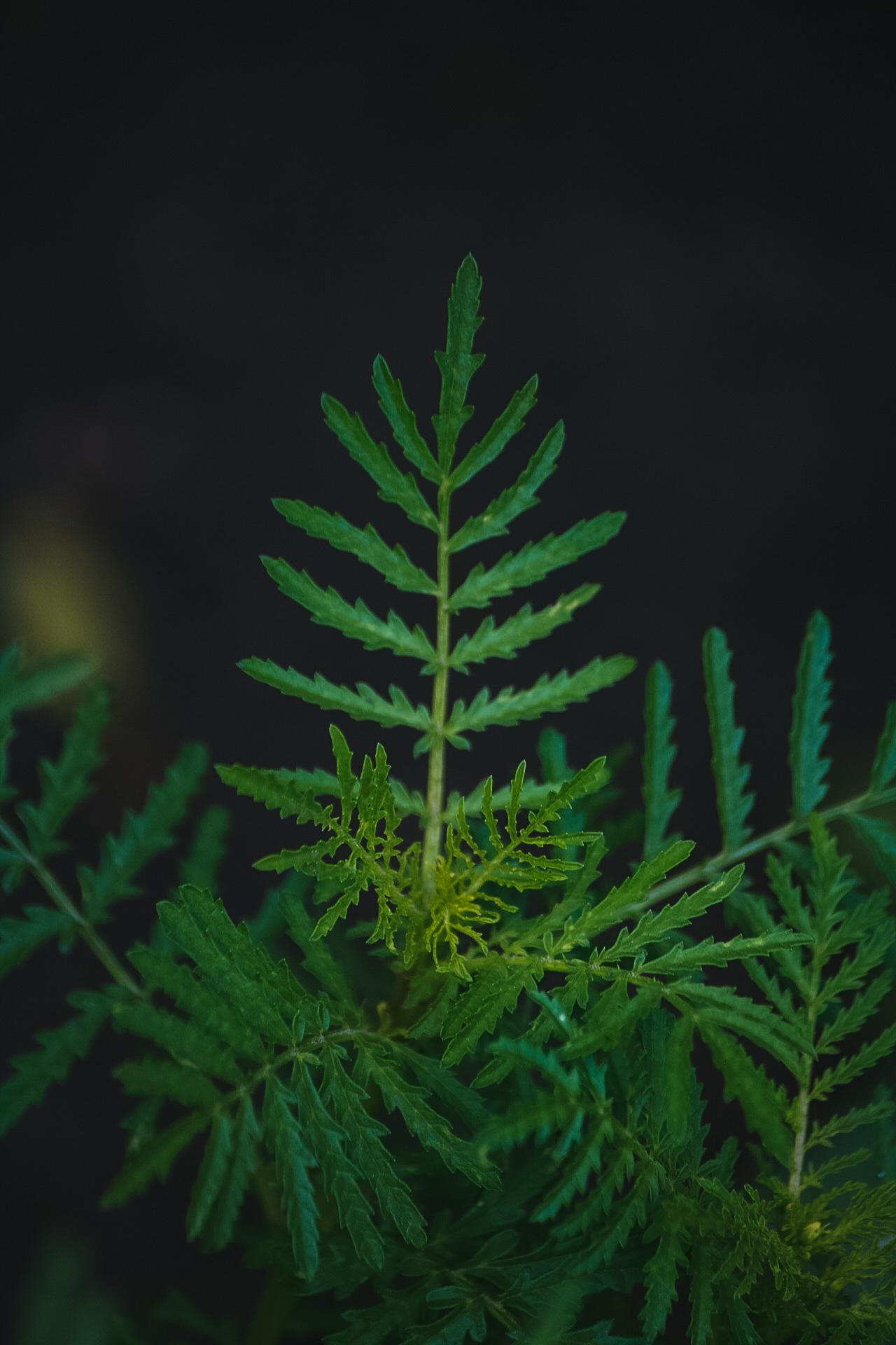 Фото для интерьера. Danna Dark. Фотограф | Красноярск