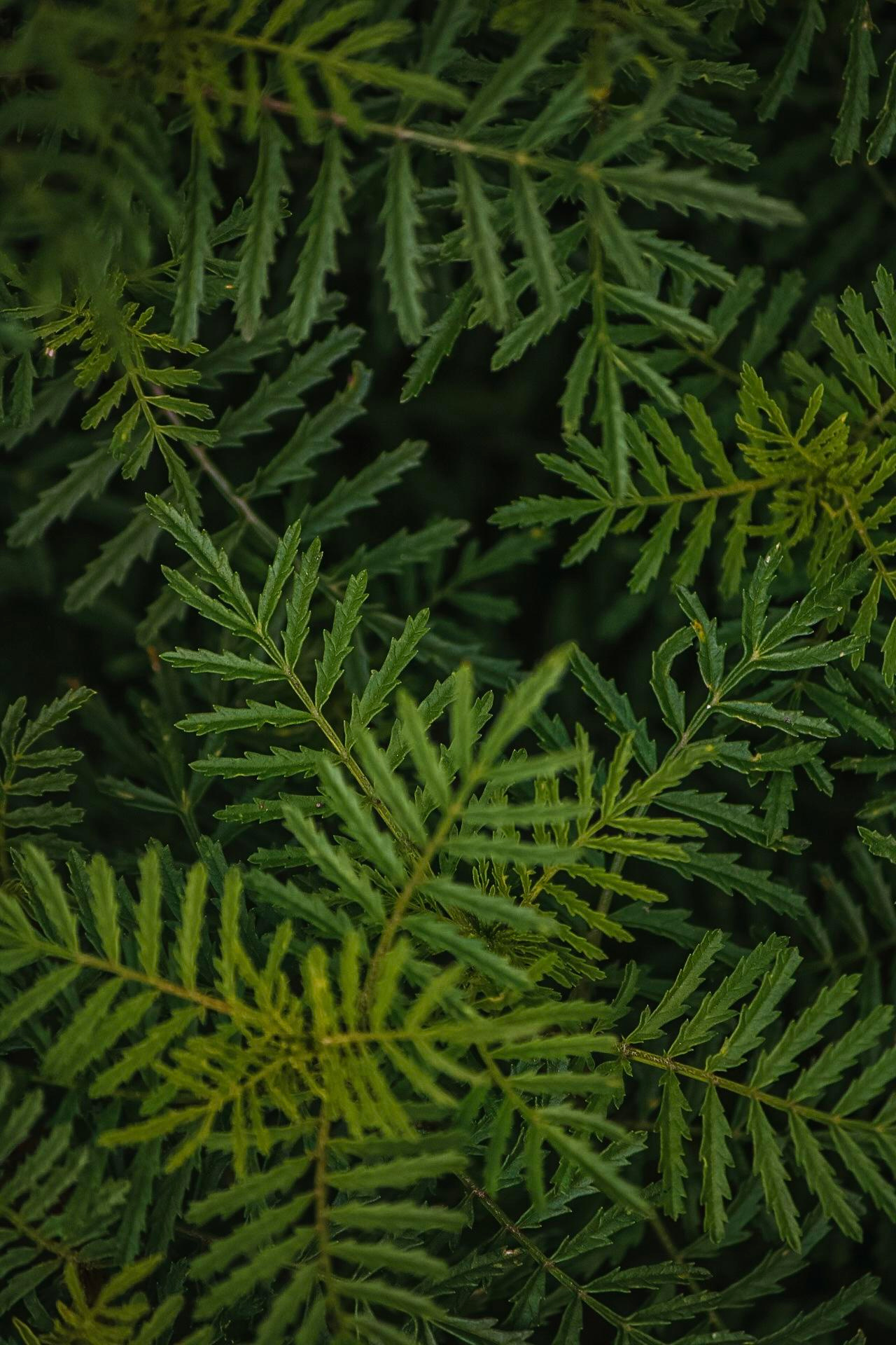 Фото для интерьера. Danna Dark. Фотограф | Красноярск