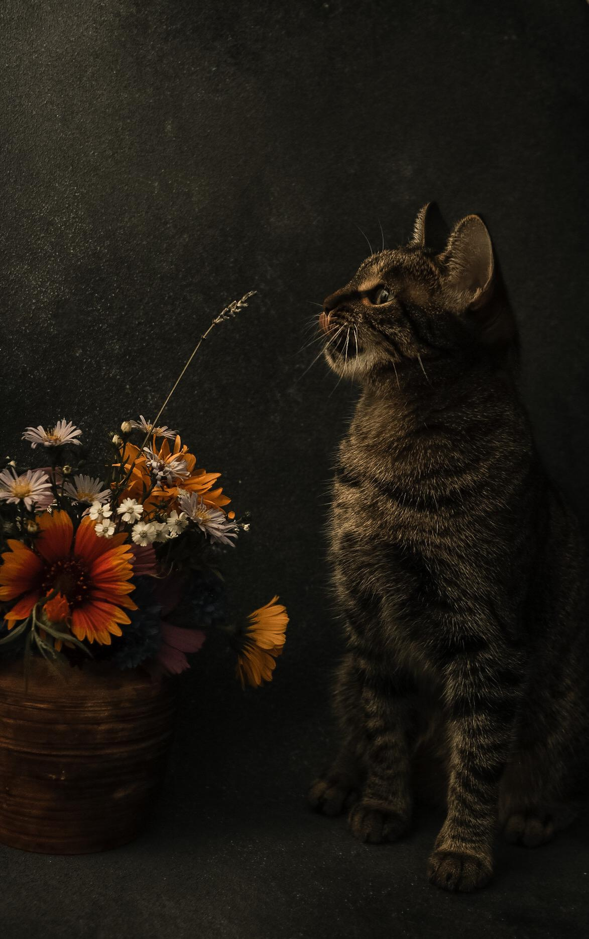 Animals. Danna Dark. Фотограф | Красноярск