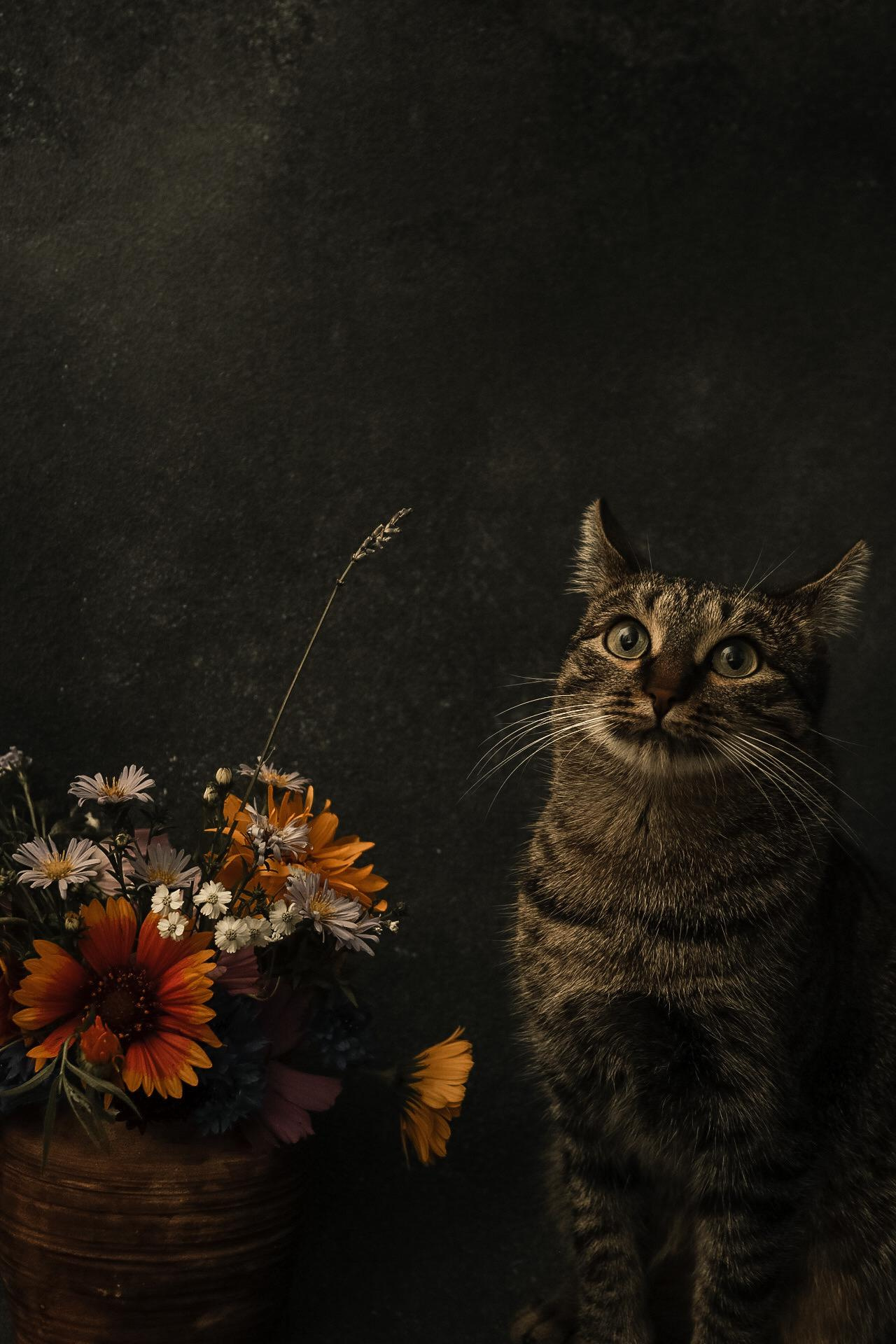 Animals. Danna Dark. Фотограф | Красноярск