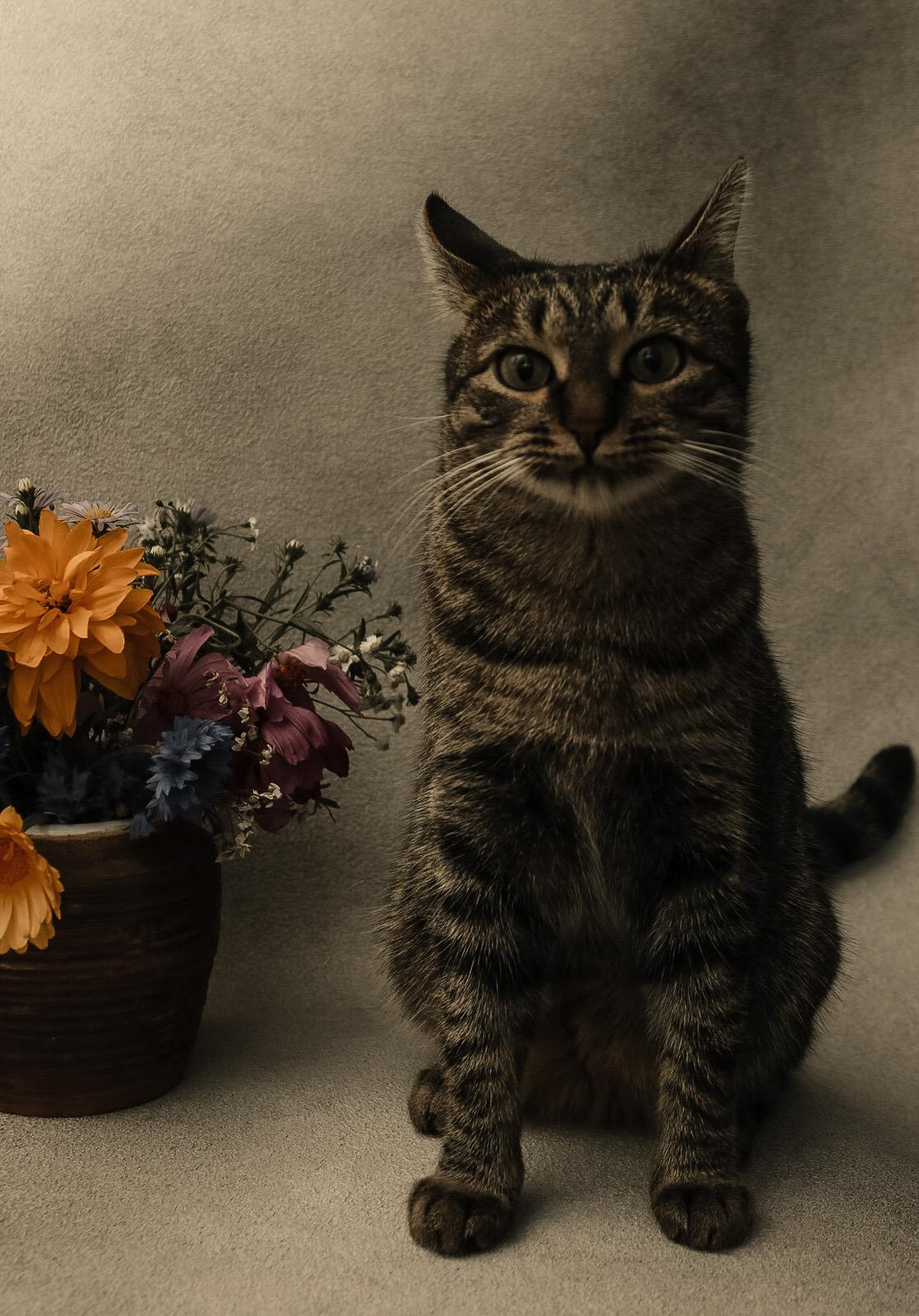 Animals. Danna Dark. Фотограф | Красноярск