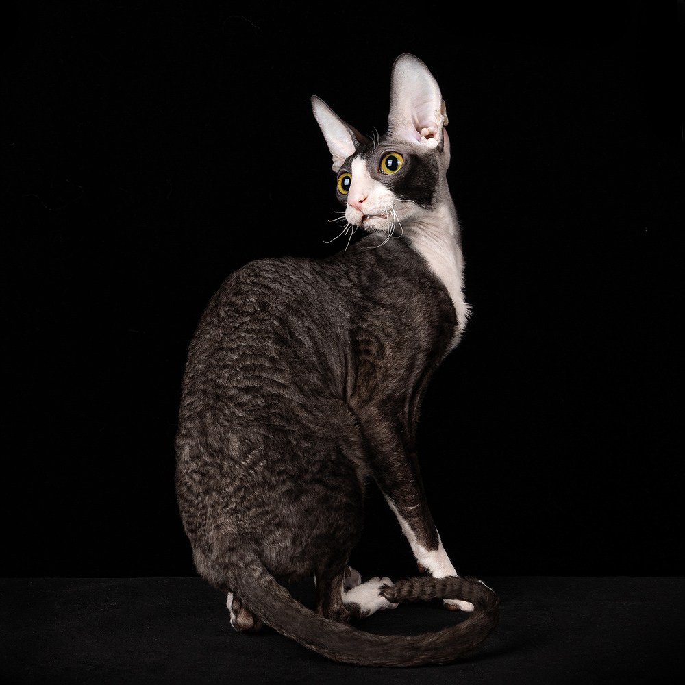 Фотосъемка кошек. Фотограф-анималист Natalia Deingel | Фотосъемка собак в Москве