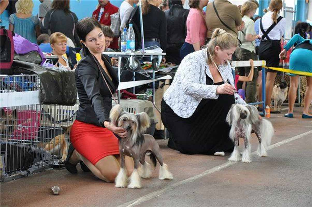 Нерону (Zlato Dinastii Neron) — 14 лет. Поздравляем тебя, наш знаменитый папа!. Питомник китайских хохлатых собак Poale Ell: купить щенка