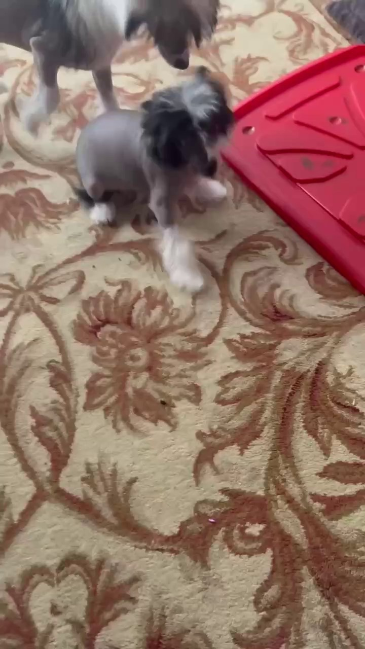 Дашенька уехала домой!. Питомник китайских хохлатых собак Poale Ell: купить щенка в питомнике