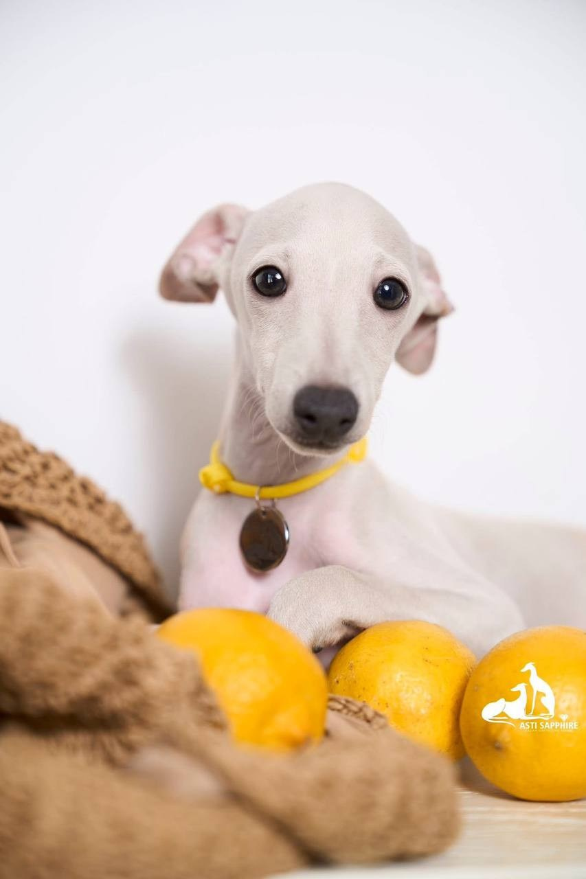 Прогулки. Профессиональный питомник левреток РКФ/FCI ASTI SAPPHIRE 💎 Сочи|Санкт-Петербург