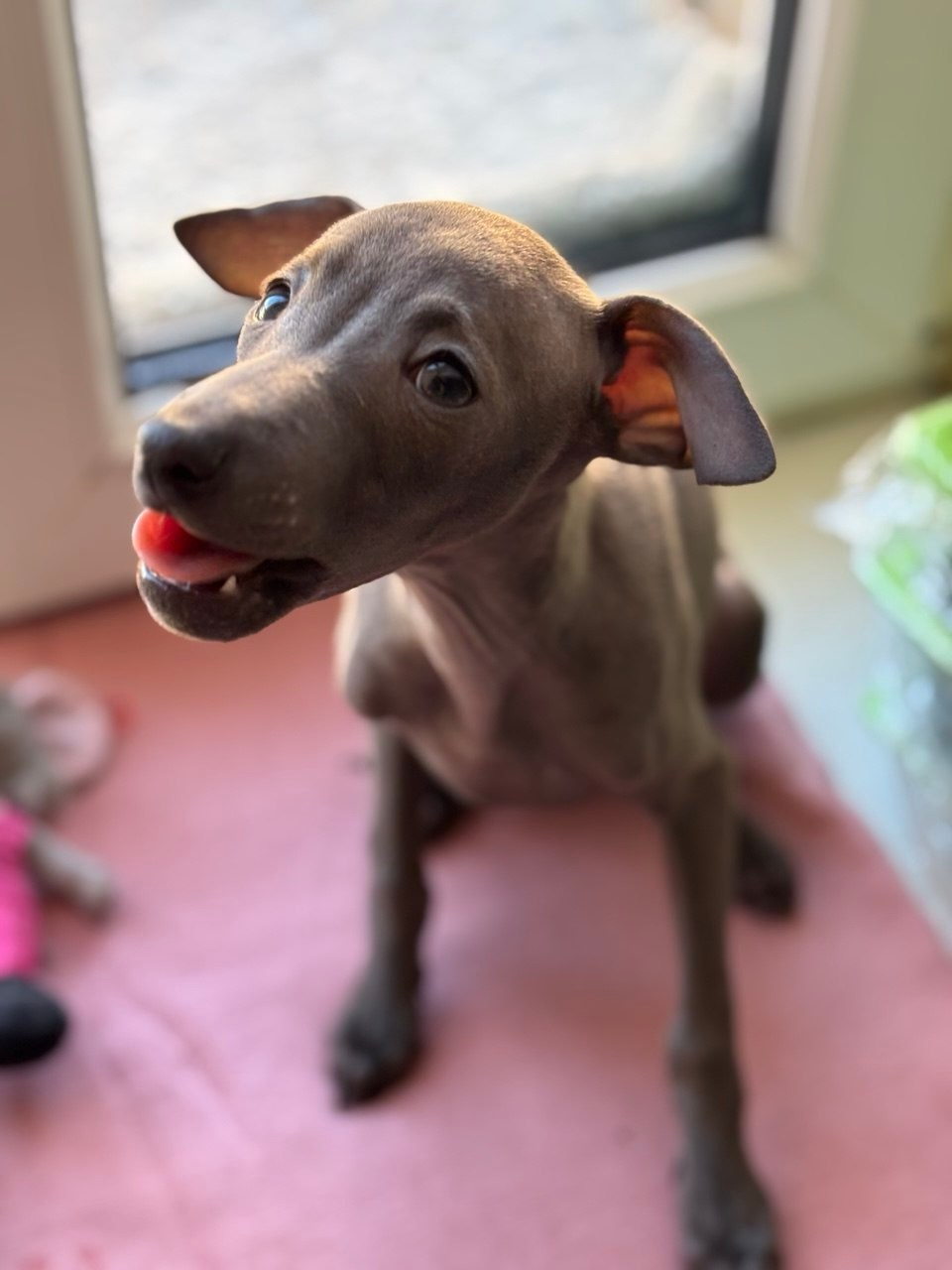 Голубые малыши. Профессиональный питомник левреток РКФ/FCI ASTI SAPPHIRE 💎 Сочи|Санкт-Петербург