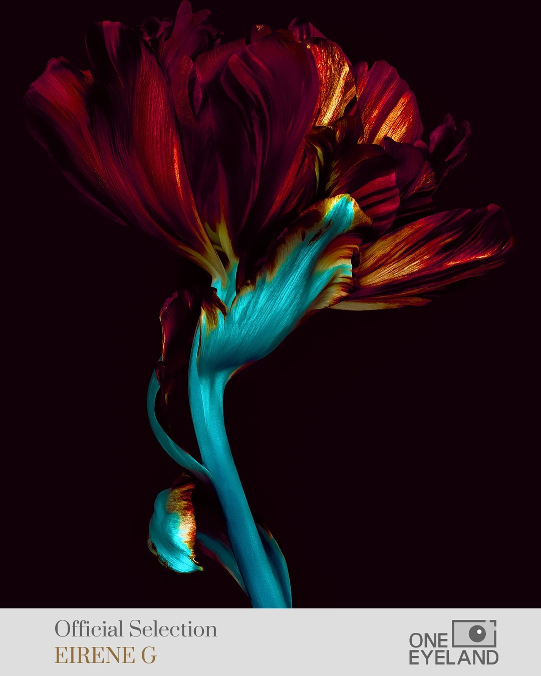 ONEEYELAND GALLERY. Eirene G |  Photoartist | Flowers from my garden