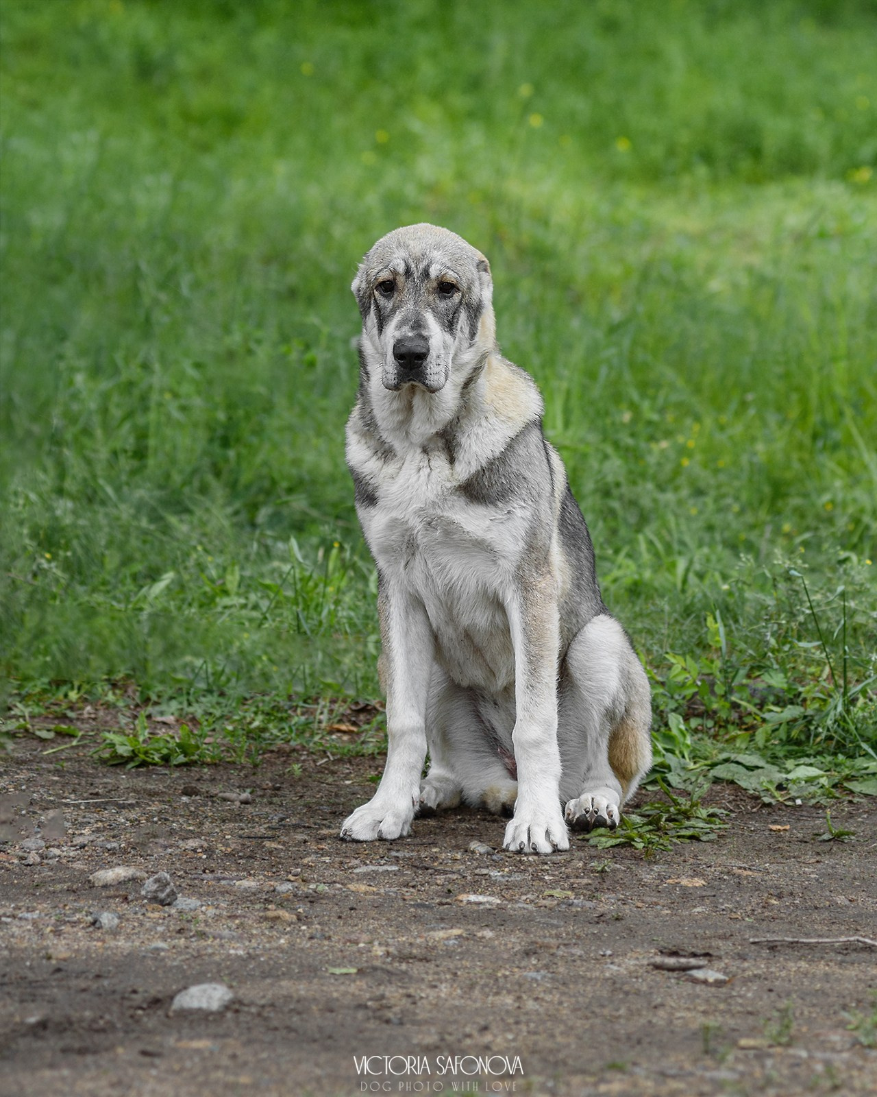 15 июня 2024 Биробиджан. Фотограф анималист Благовещенск. Сафонова Виктория
