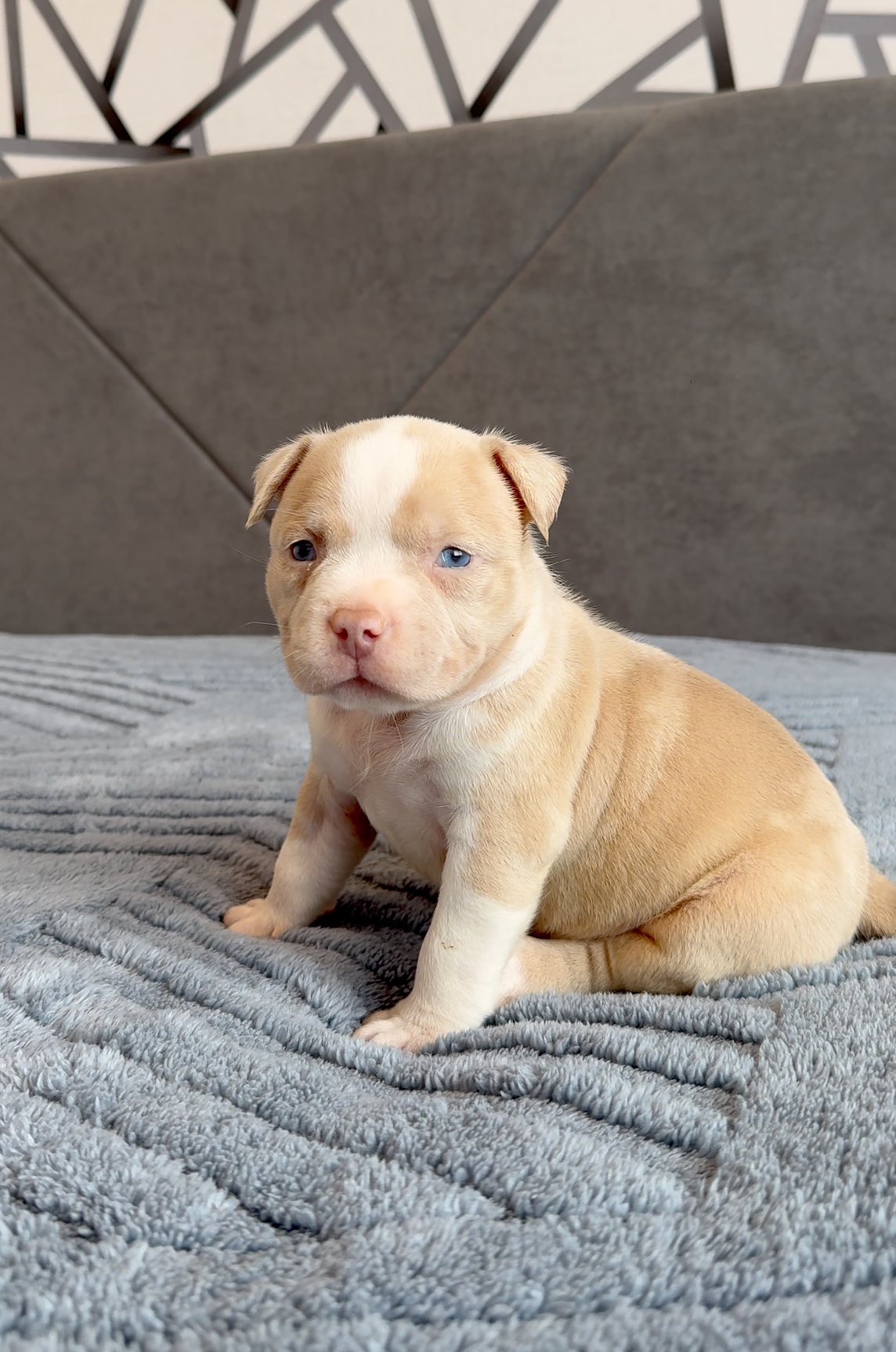 21.02.26-Мила-Турук. Американский Булли в г. Ростов-на-Дону. Питомник THE POWER OF SIBERIA