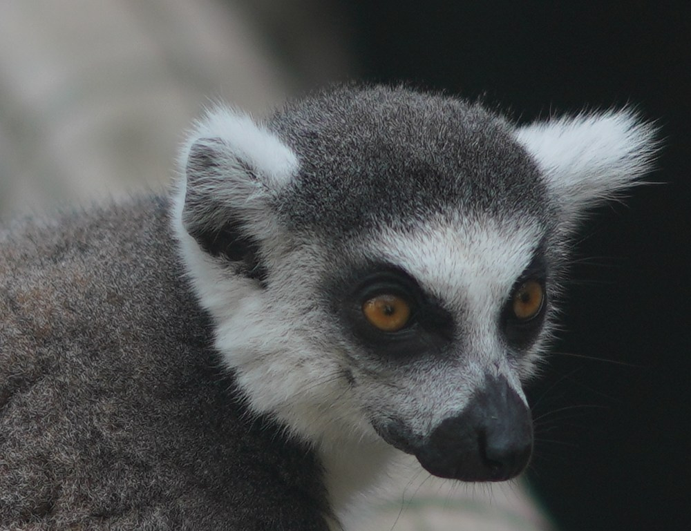 Животный мир📸. Фотограф Москва и Сергиев Посад Ирина Ермакова