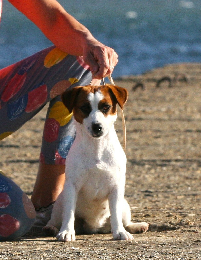 Lovely-Orange Avrora. Lovely-Orange питомник джек рассел терьеров