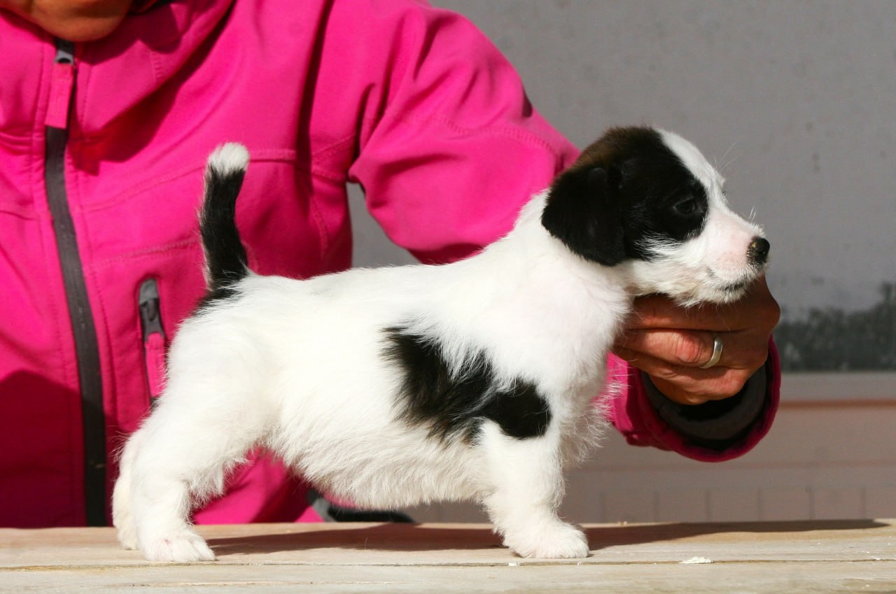 Сука 1. Lovely-Orange питомник джек рассел терьеров