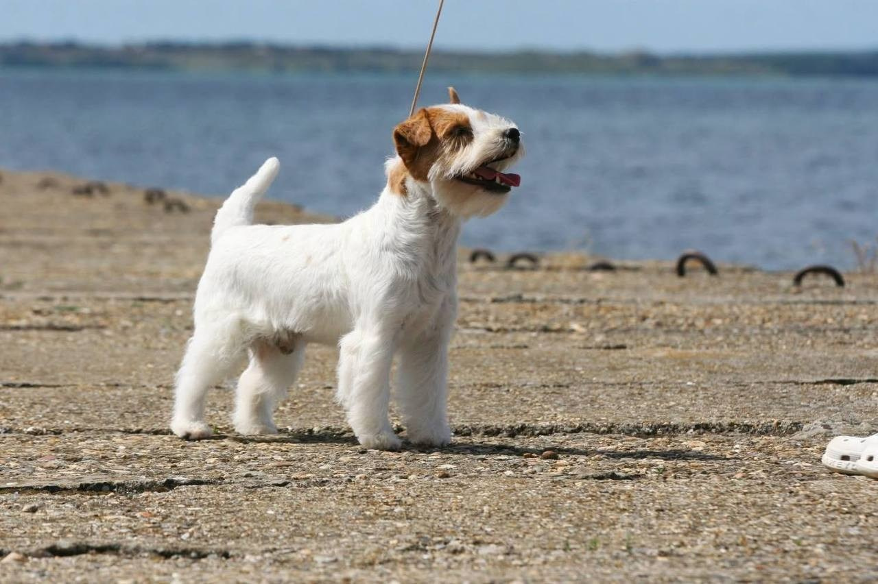 Lovely-Orange Mascarpone. Lovely-Orange питомник джек рассел терьеров