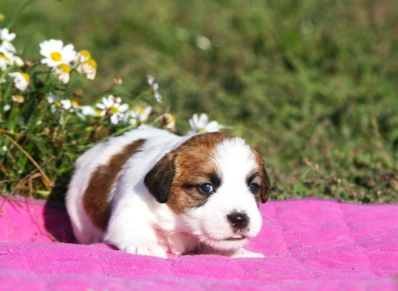 Сука 3. Lovely-Orange питомник джек рассел терьеров