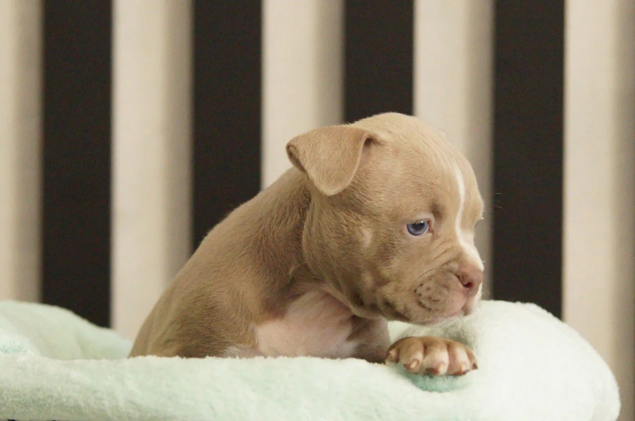 Щенки Американский булли. ПИТОМНИК СОБАК ПОРОДЫ АМЕРИКАНСКИЙ БУЛЛИ