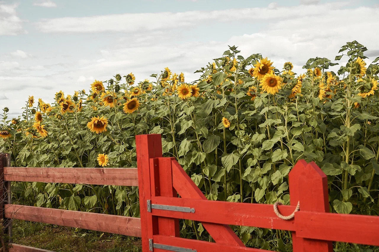 Рекомендации по образам на фотосессию от Анны Скворцовой. Фотограф в Санкт-Петербурге, Анна Скворцова