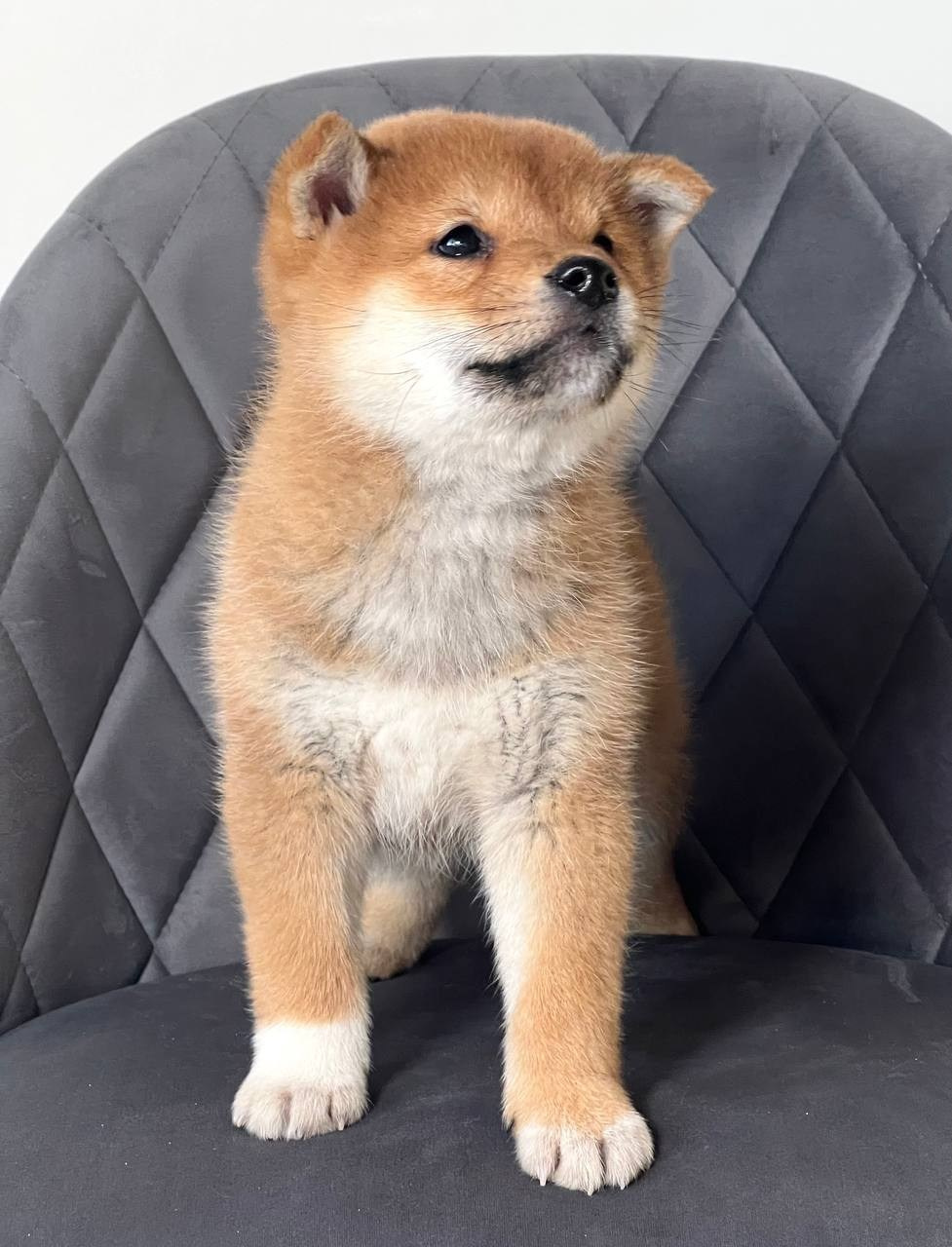 сиба питомник Рубилайт щенки на продажу rubylight  сиба щенки купить СПб Санкт-Петербург 