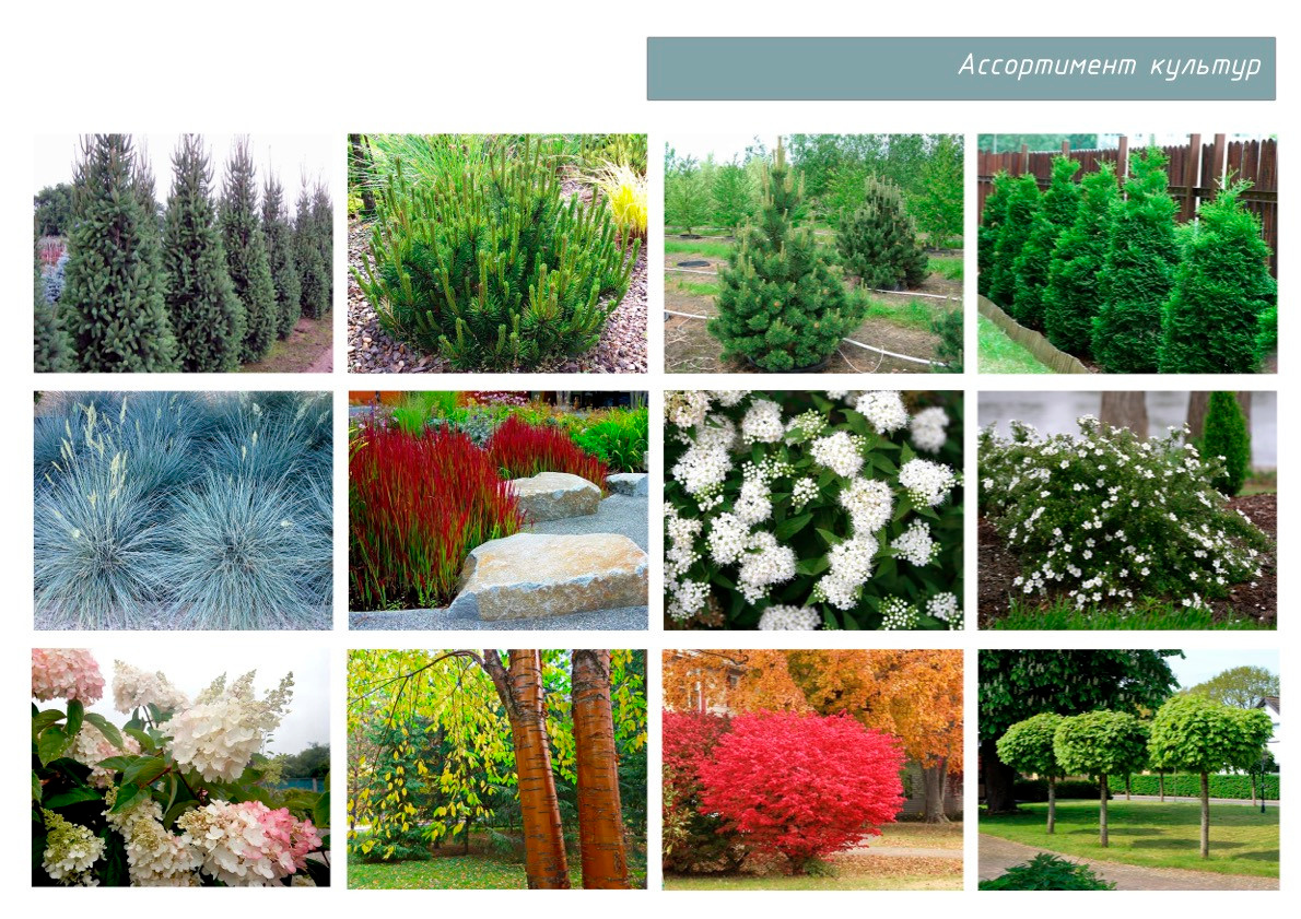 Проект «Жемчужный Сад». Студия ландшафтного дизайна в Москве. Love My Garden