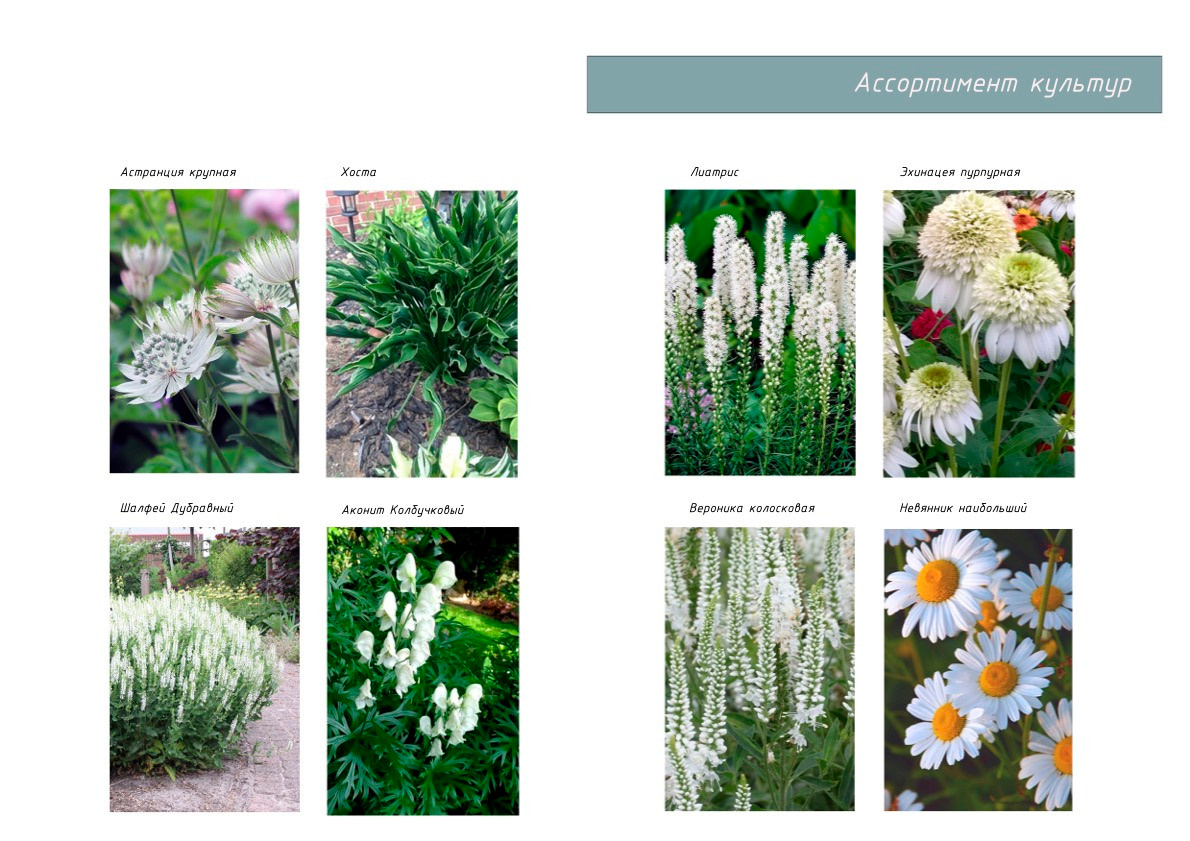 Проект «Жемчужный Сад». Студия ландшафтного дизайна в Москве. Love My Garden