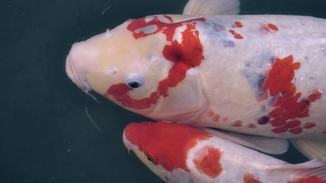 Hong Kong Doc / Гонконг Док. Художник Катерина Копейкина / Artist Katerina Kopeikina