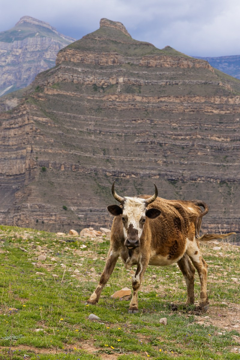 Животные. Photomantis