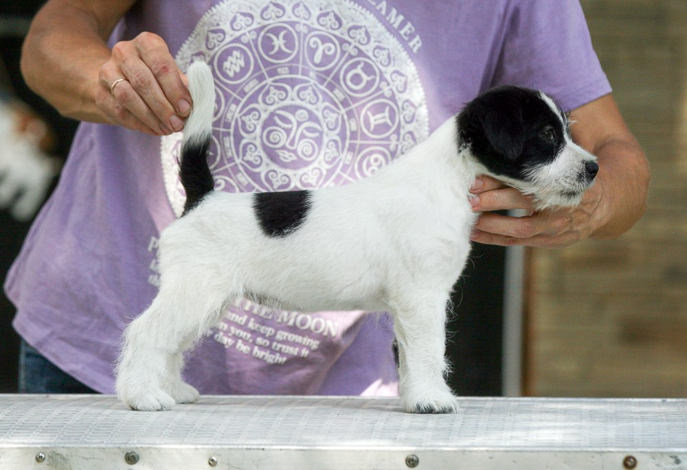 CANE MAESTRO RONDO. CANE MAESTRO — kennel Jack Russell Terrier