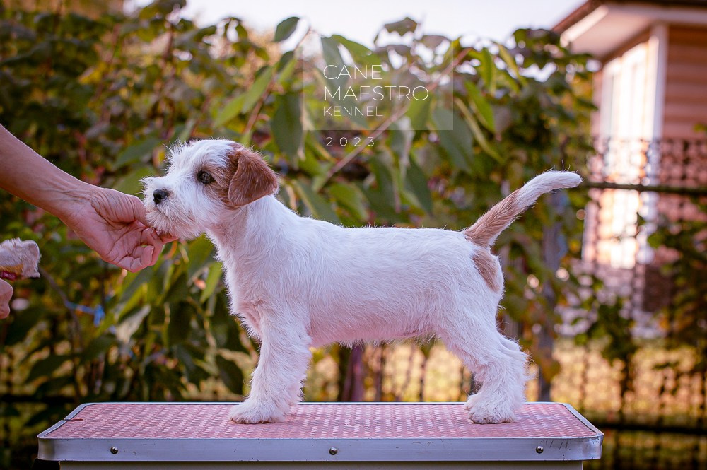 Щенок Джек-рассел-терьер. Девочка б/рыж. КАНЕ МАЭСТРО СЕРЕБРО. #4. КАНЕ МАЭСТРО — питомник Джек рассел терьеров