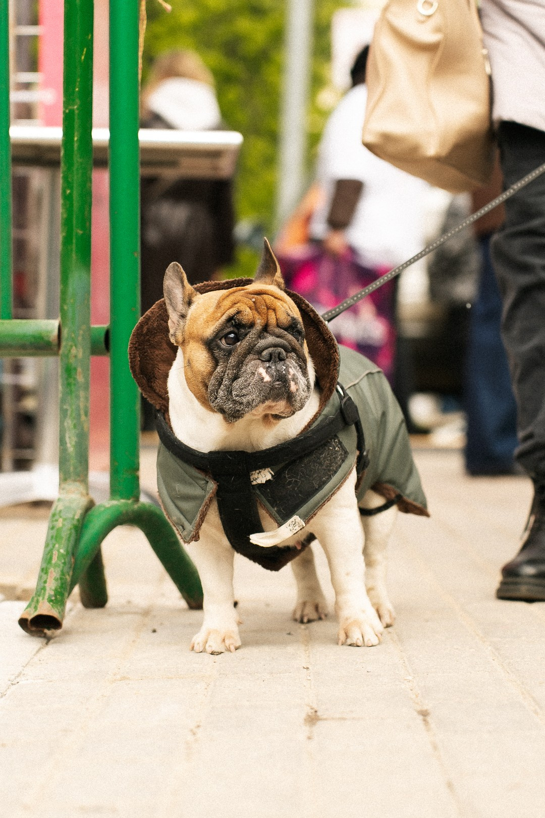 Парад Бульдогов. Axenov_eugene