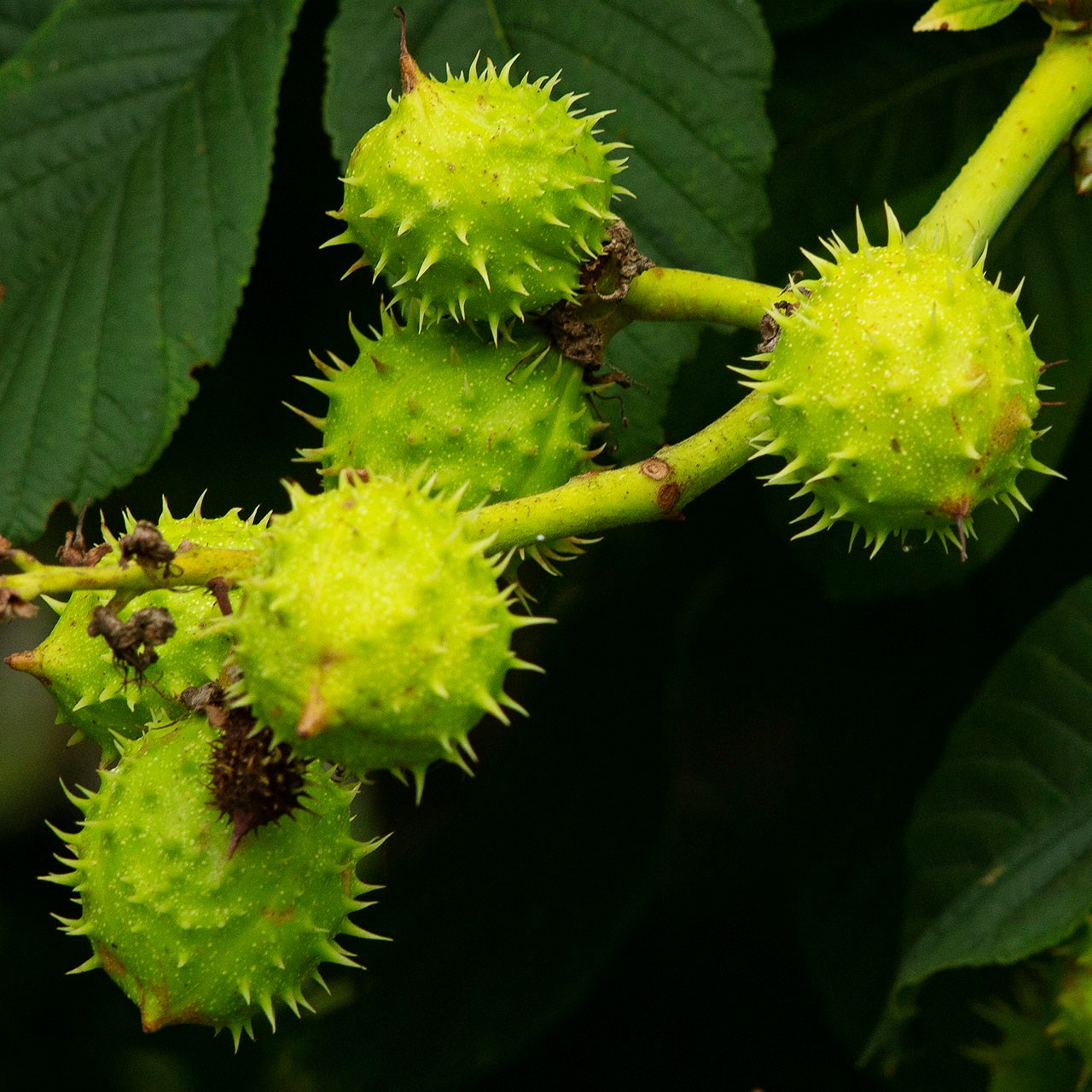 Деревья. Природа севера