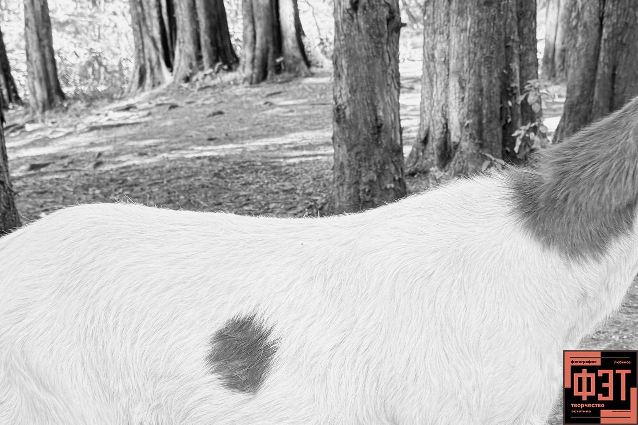 Фотопроект «ФЭТ: Фотография, Эстетика, Творчество»