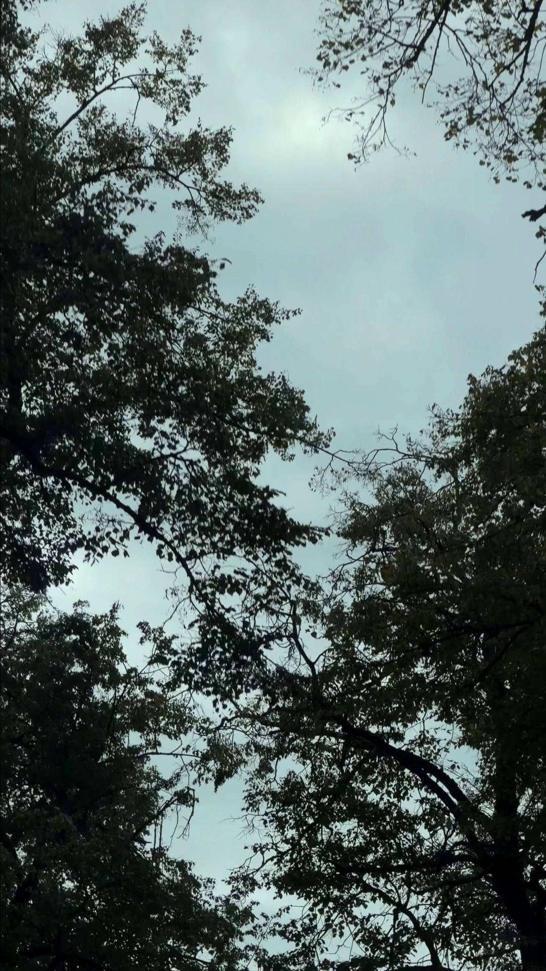 IPhone видео. Свадебный фотограф Москва и МО