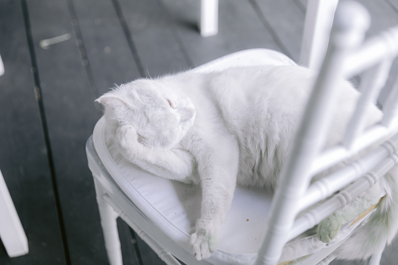 Кот на свадьбе?. Свадебный фотограф москва