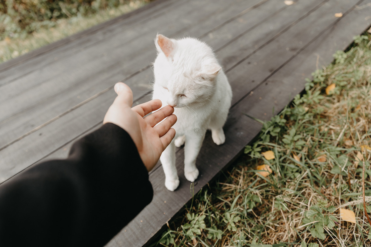 Кот на свадьбе?. Свадебный фотограф москва