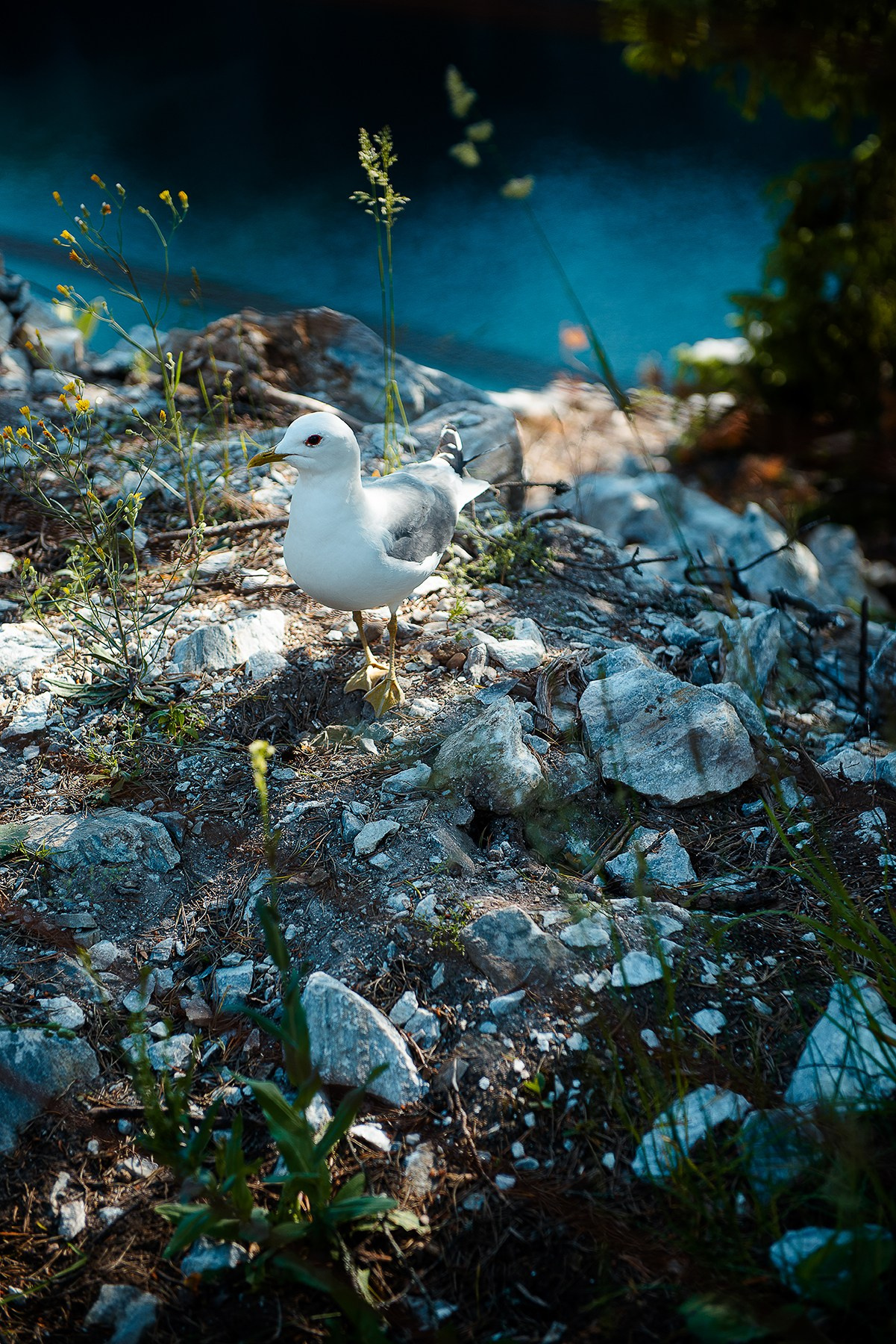 Карелия. Фотограф-анималист Наталья Светличная