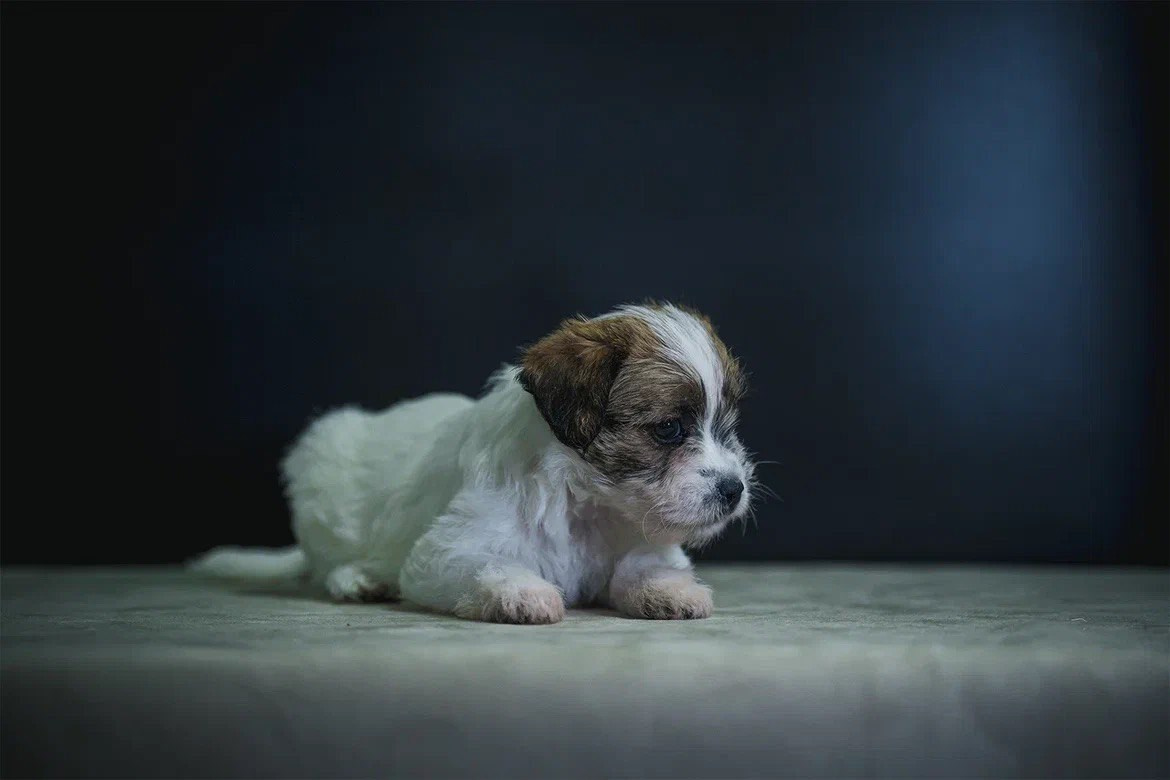 Сука 6. Lovely-Orange питомник джек рассел терьеров