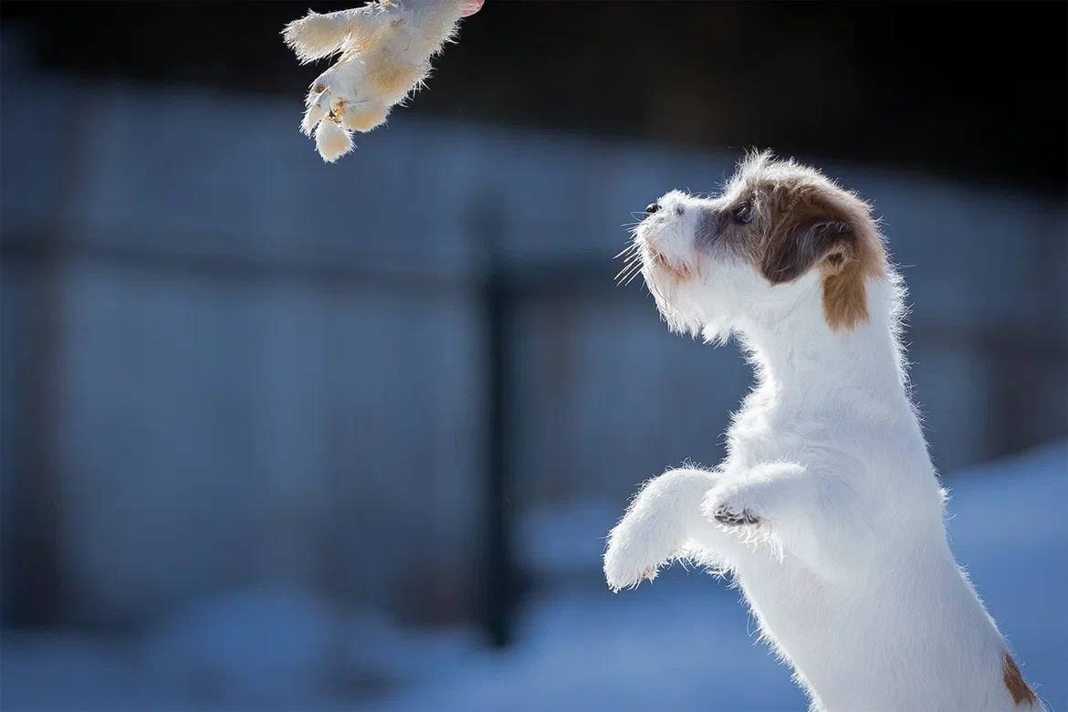 Сука 1. Lovely Orange kennel Jack Russell Terrier FCI/RKF