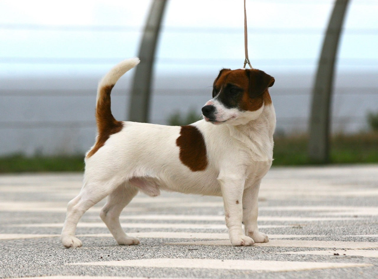 ADM'S DOGS GATSBY FOR LOVELY ORANGE. Lovely-Orange питомник джек рассел терьеров