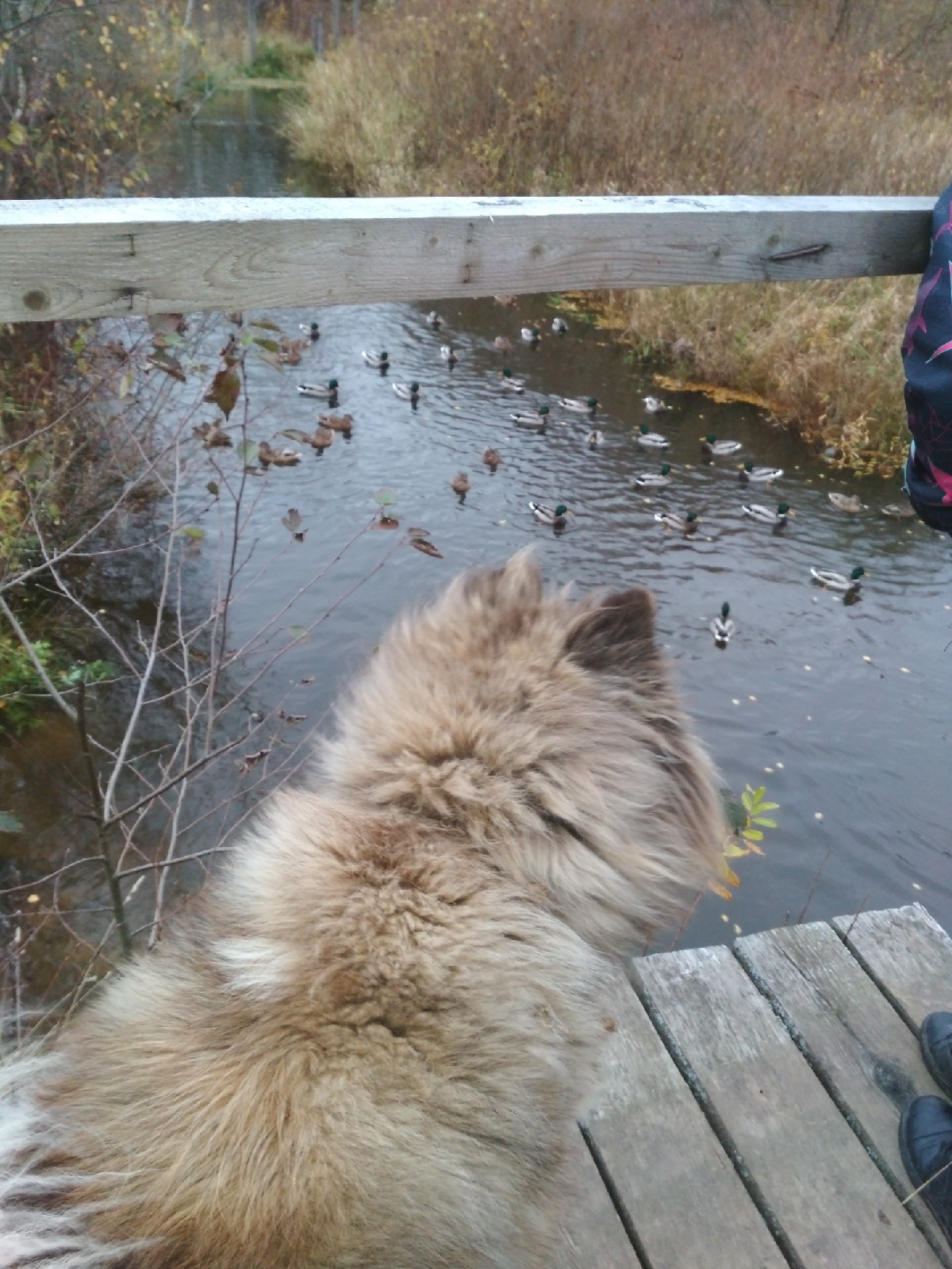 Американская акита питомник RUBYLIGHT. Американская акита I Сиба ину I Питомник RUBYLIGHT