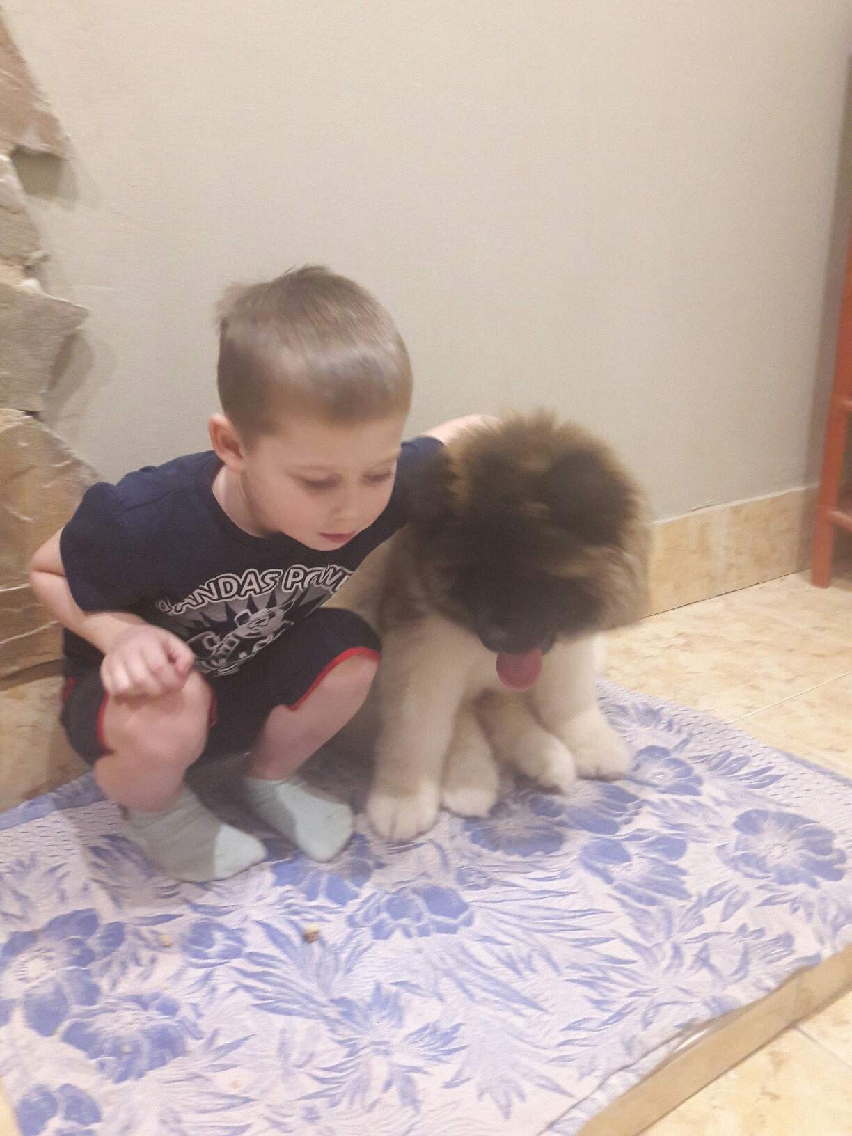 Американская акита питомник RUBYLIGHT. Американская акита I Сиба ину I Питомник RUBYLIGHT