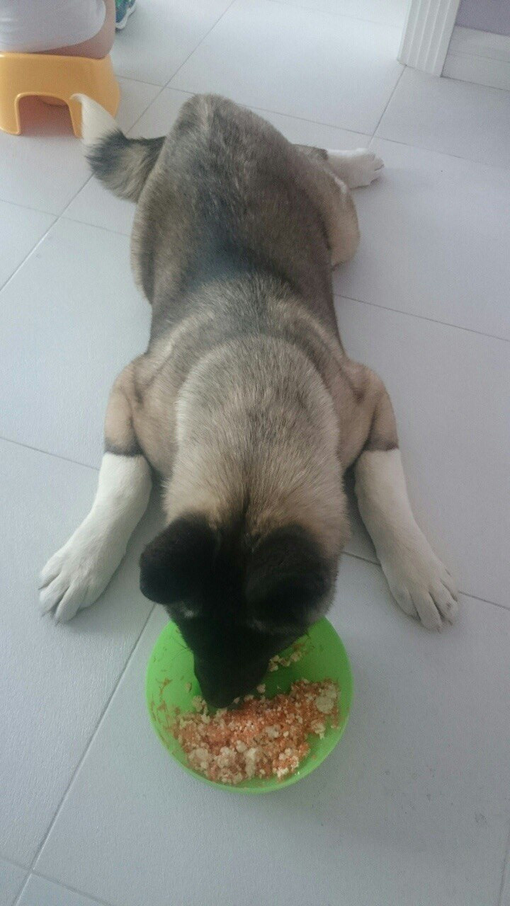 Американская акита питомник RUBYLIGHT. Американская акита I Сиба ину I Питомник RUBYLIGHT