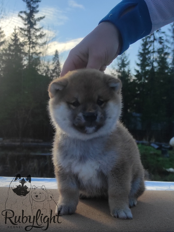 Щенки сиба-ину, шиба, Отец: SHIOMARU EVER DREAM Мать: TRIUMF SIBIRI AKIKO CHIKAKO, Санкт-Петербург, RUBYLIGHT kennel