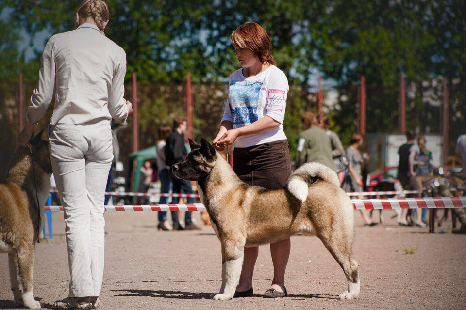 Американская акита питомник RUBYLIGHT. Американская акита I Сиба ину I Питомник RUBYLIGHT