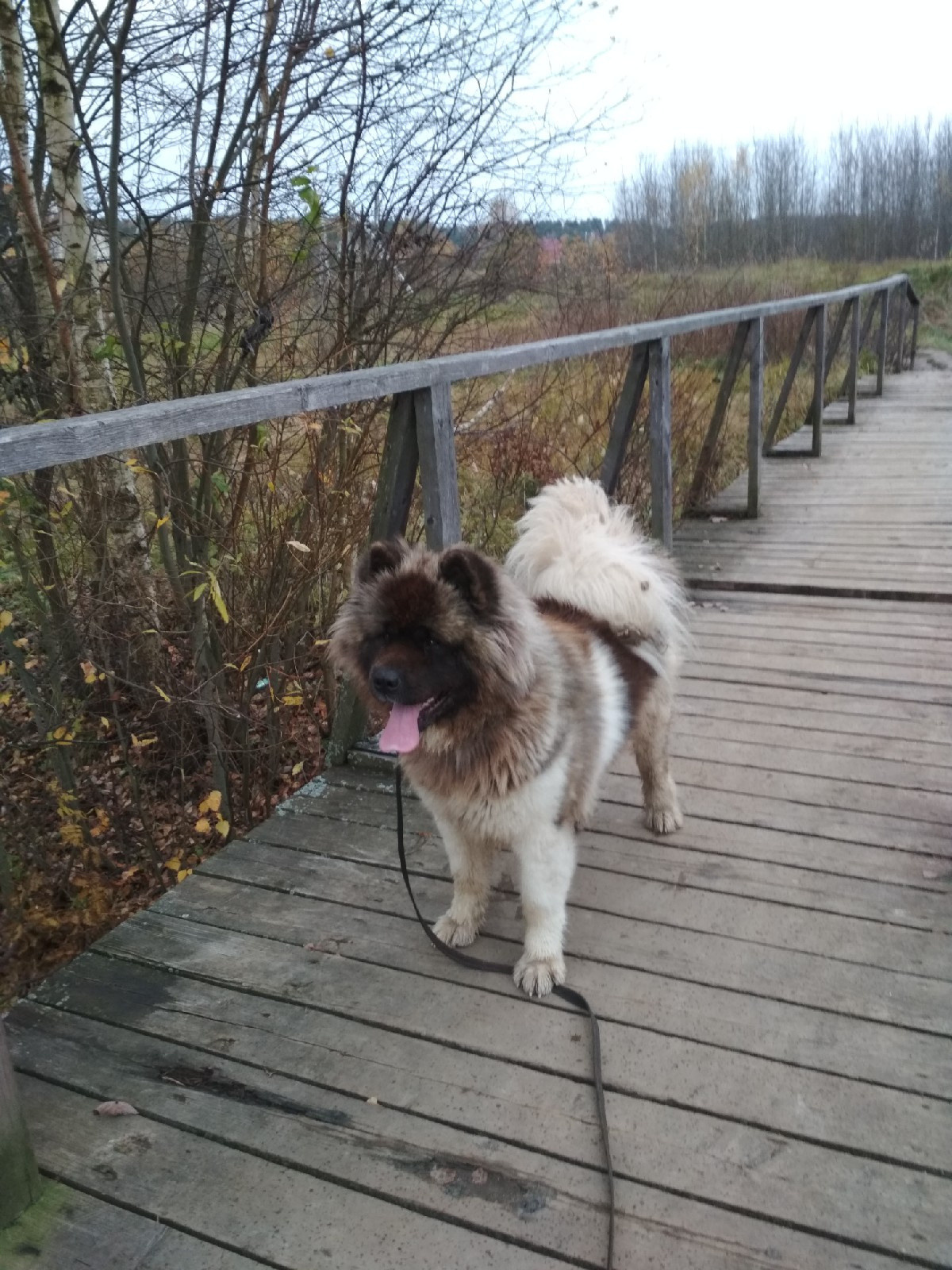 Американская акита питомник RUBYLIGHT. Американская акита I Сиба ину I Питомник RUBYLIGHT