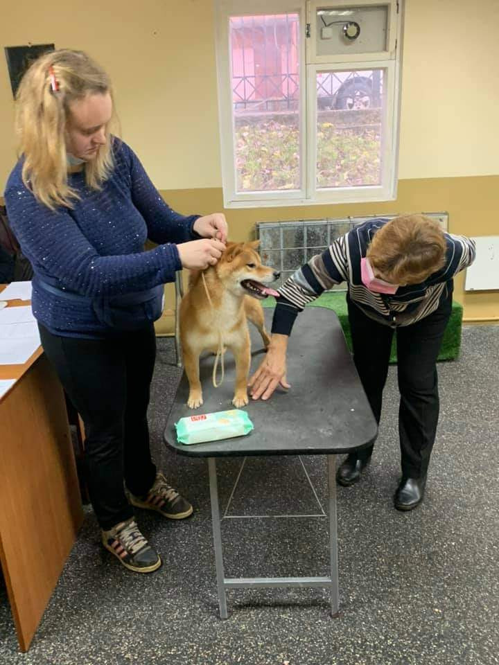 Кобель для вязки сиба Санкт-Петербург питомник Рубилайт Rubylight Тор * Exceligmos Victor