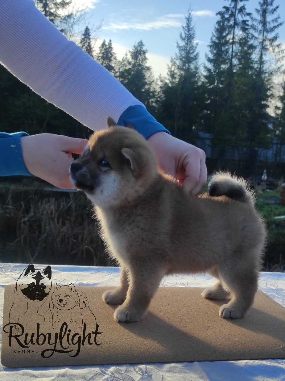 Щенки сиба-ину, шиба, Отец: SHIOMARU EVER DREAM Мать: TRIUMF SIBIRI AKIKO CHIKAKO, Санкт-Петербург, RUBYLIGHT kennel