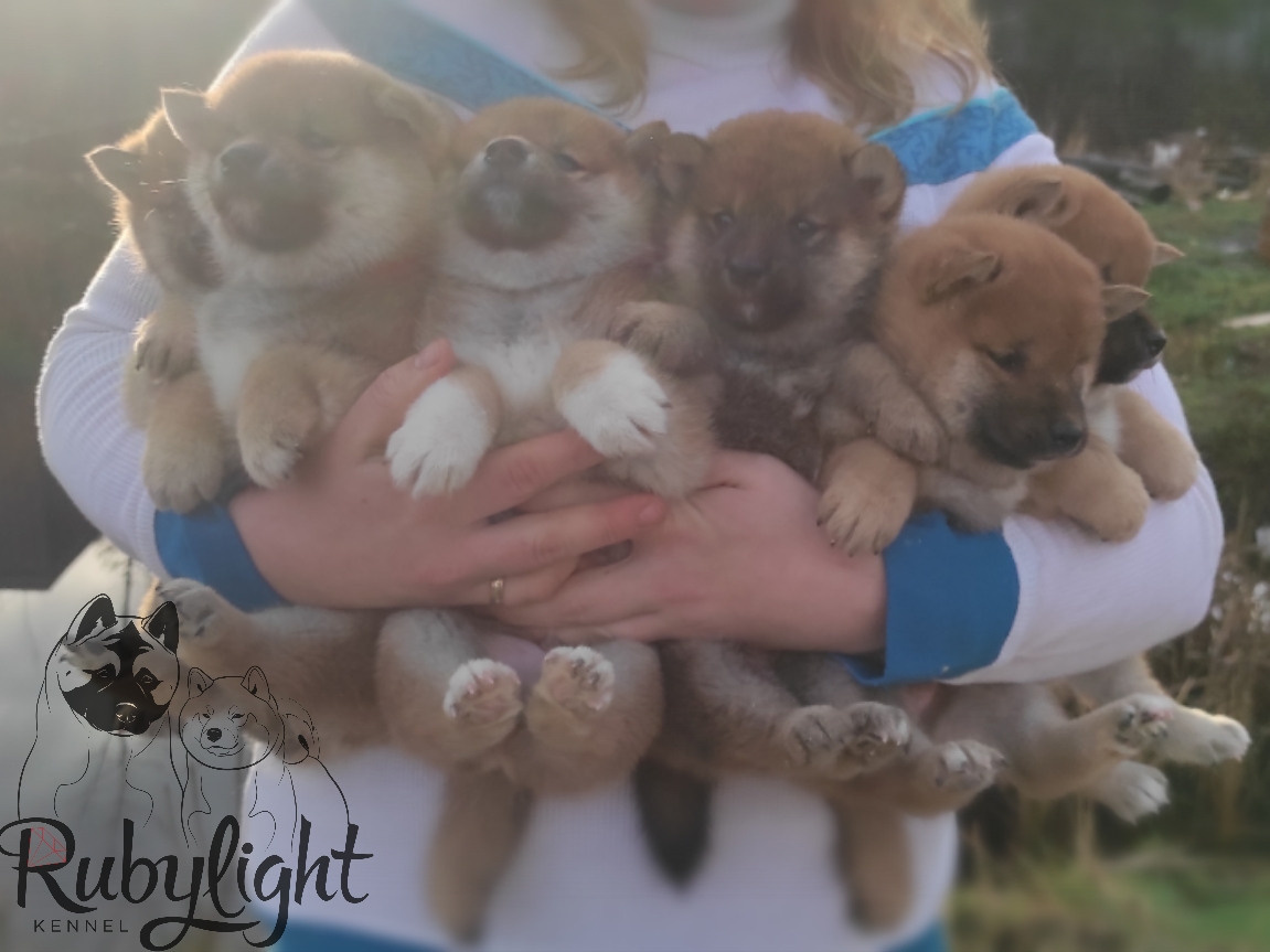 Щенки сиба-ину, шиба, Отец: SHIOMARU EVER DREAM Мать: TRIUMF SIBIRI AKIKO CHIKAKO, Санкт-Петербург, RUBYLIGHT kennel